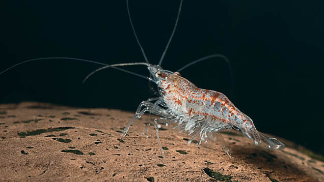Illustration for article titled 10 Krill That Daddy
Likey